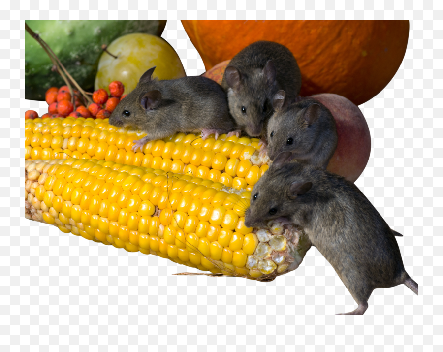 Download Rats Eating Corn Png Image For - Best Way To Get Rid Of A Mouse,Rat Transparent