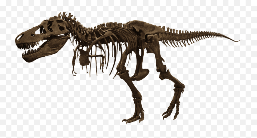 T T Rex Skeleton Transparent Png T Rex Png Free Transparent Png Images Pngaaa Com - roblox skeleton trex