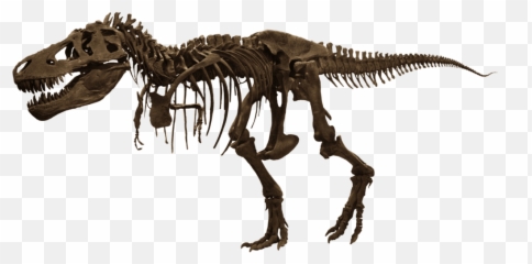 T - Rex Skeleton Transparent png