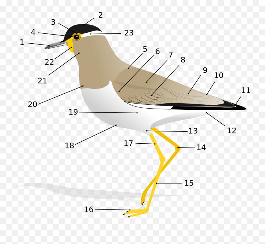 Glossary Of Bird Terms - Wikipedia Anatomy Of A Bird Png,Birds Flying Transparent