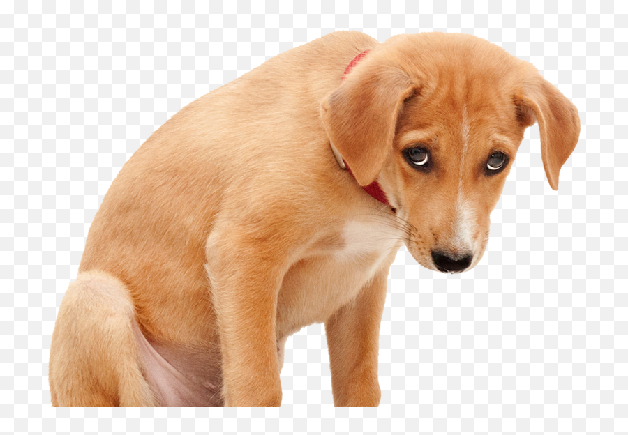 Download Sad Dog Png Clipart Royalty - Transparent Sad Dog Png,Sad Dog Png