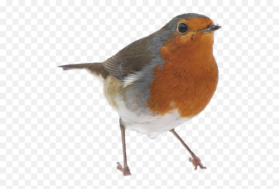 Download Free Png Collection Of Transparent Birds Robin - Robin Bird Png,Robin Transparent