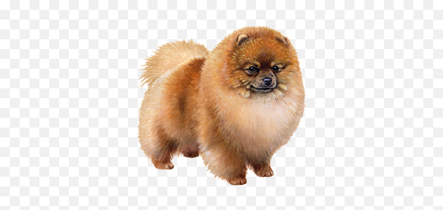 Wisdom Dog Breeds - Pomeranian Pedigree Png,Pomeranian Png