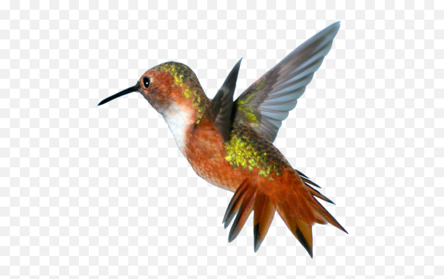 Cropped - Hummingbird Png,Hummingbird Png