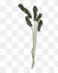 What Is Black Pepper Essential Oil It Used For And - Black Pepper Plant Transparent Png,Essential Oil Png