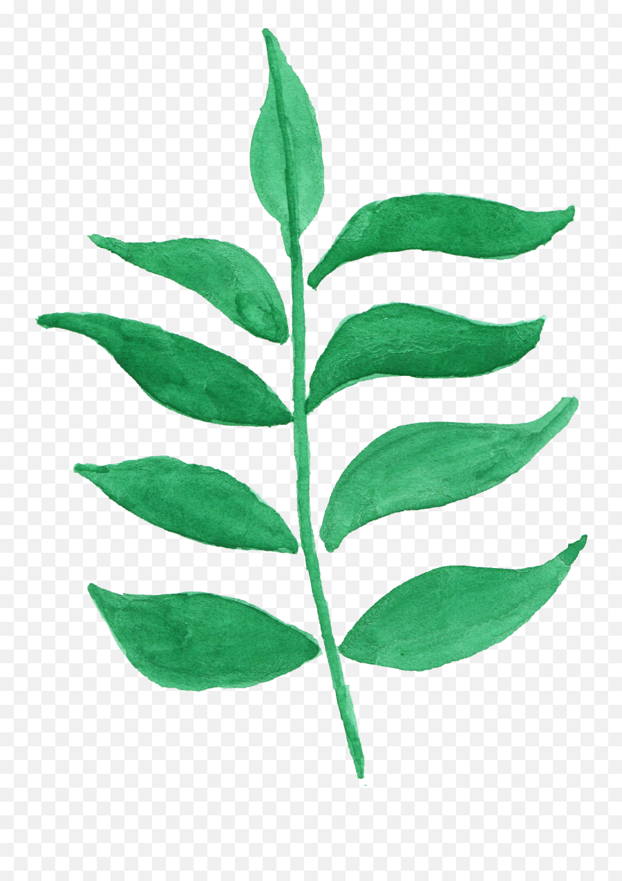 12 Watercolor Leaf Png Transparent Vol 2 Onlygfxcom - Ilex Decidua,Plant Png
