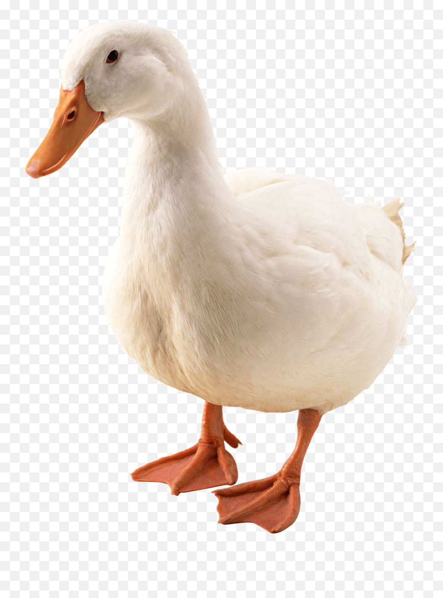 Download Duck Png Image Hq - Duck Png,Duck Png