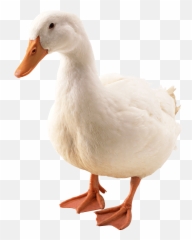 Download Duck Png Image Hq - Duck Png,Duck Png