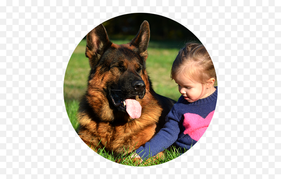 German Shepherd Breeder Based In Maryland With Programs - Old German Shepherd Dog Png,German Shepard Puppy Icon