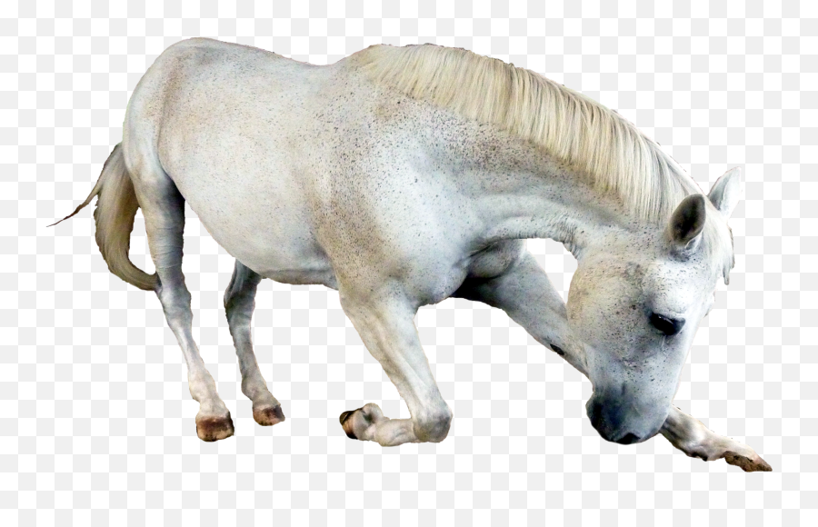 Horse Bowing White Png Transparent - Horse Png,White Horse Png