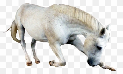 Horse Bowing White Png Transparent