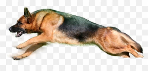 German Shepherddeguomuyangquande - Martingale png
