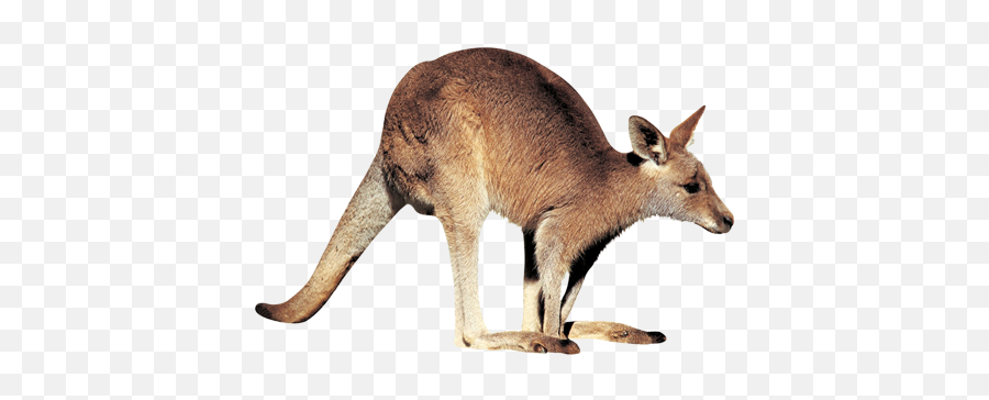 Free Kangaroo Png Transparent Images - Budgies In The Wild,Kangaroo Transparent Background