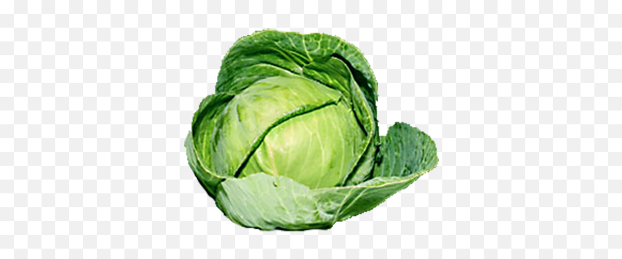 Download Organic Green Cabbage Png 295 - Single Brussel Sprout Transparent Background,Cabbage Png