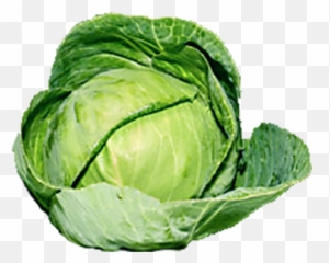 Download Organic Green Cabbage Png 295 - Single Brussel Sprout Transparent Background