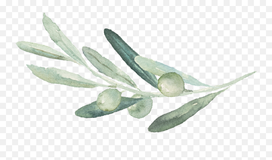 Png Olive Branch Picture 472204 - Olive Branch Transparent Background,Olive Tree Png