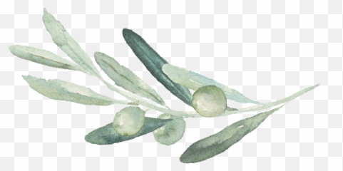 Png Olive Branch Picture 472204 - Olive Branch Transparent Background