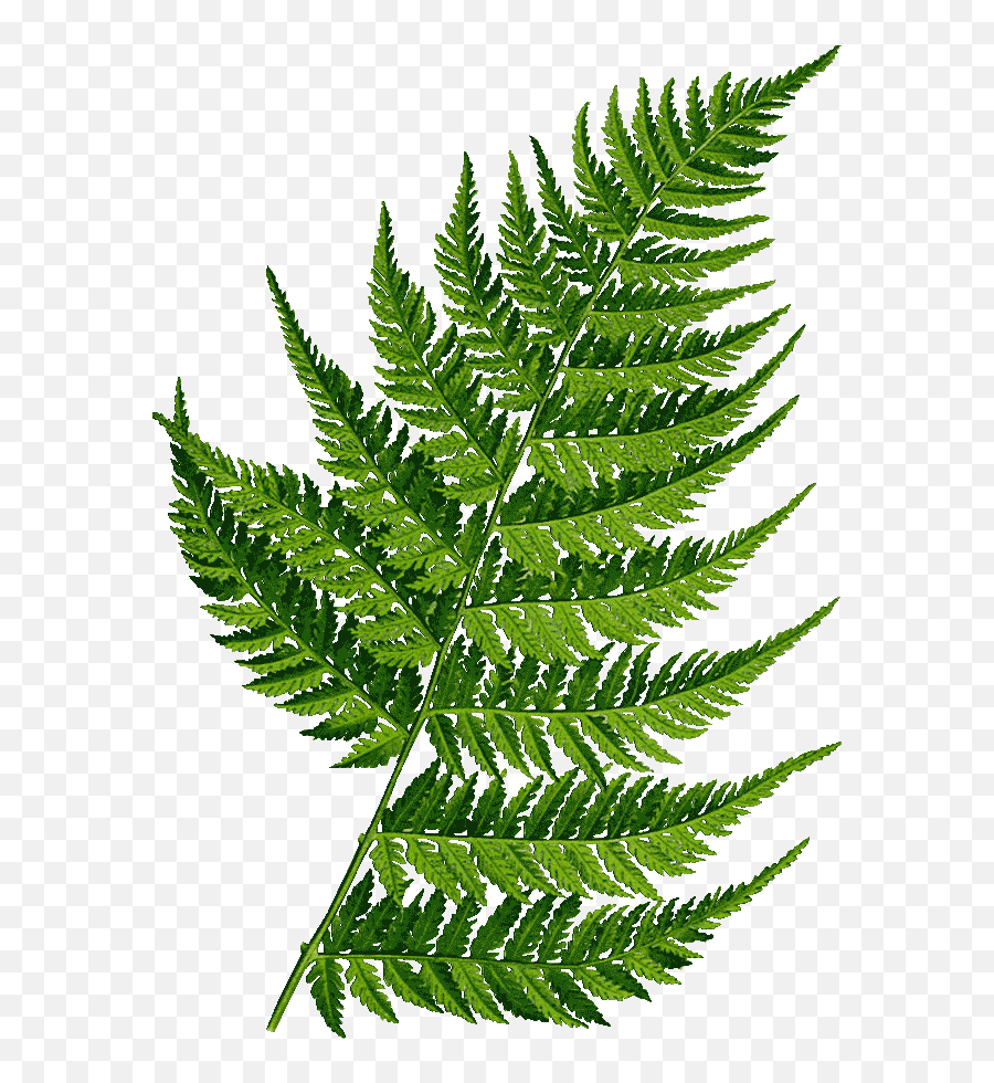 Randy Gaytan - Fern Png,Fern Png