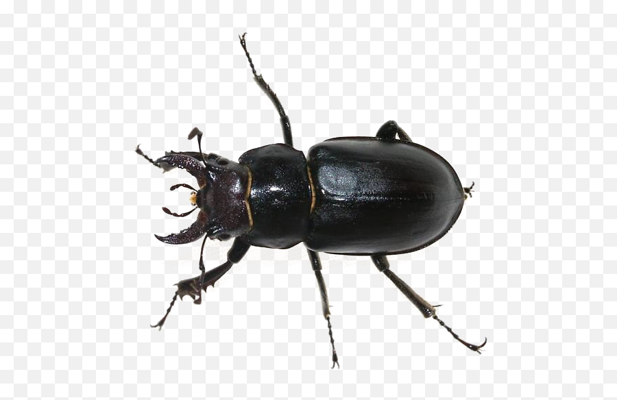 Black Beetle Png Transparent Image - Female Black Stag Beetle,Beetle Png