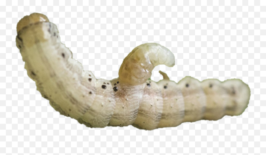 Caterpillar Transparent Free Png Play - Alsophila Pometaria,Caterpillar Png