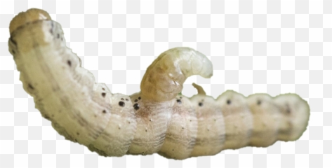 Caterpillar Transparent Free Png Play - Alsophila Pometaria,Caterpillar Png