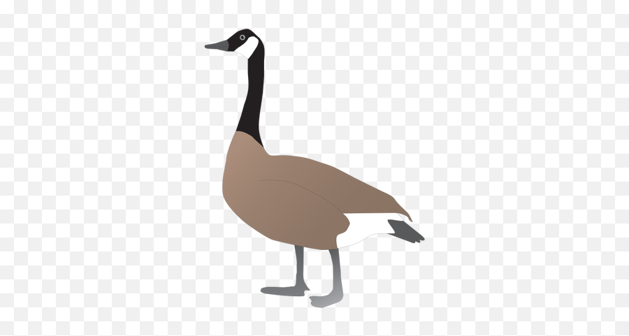 Download Hd Illustrations Of Canada Geese - Canada Goose Canada Goose Drawing Png,Goose Png