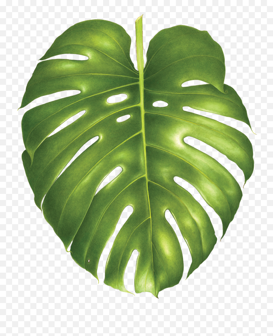 Split Leaf Philodendron To Trace - Monstera Leaf Transparent Background Png,Monstera Leaf Png