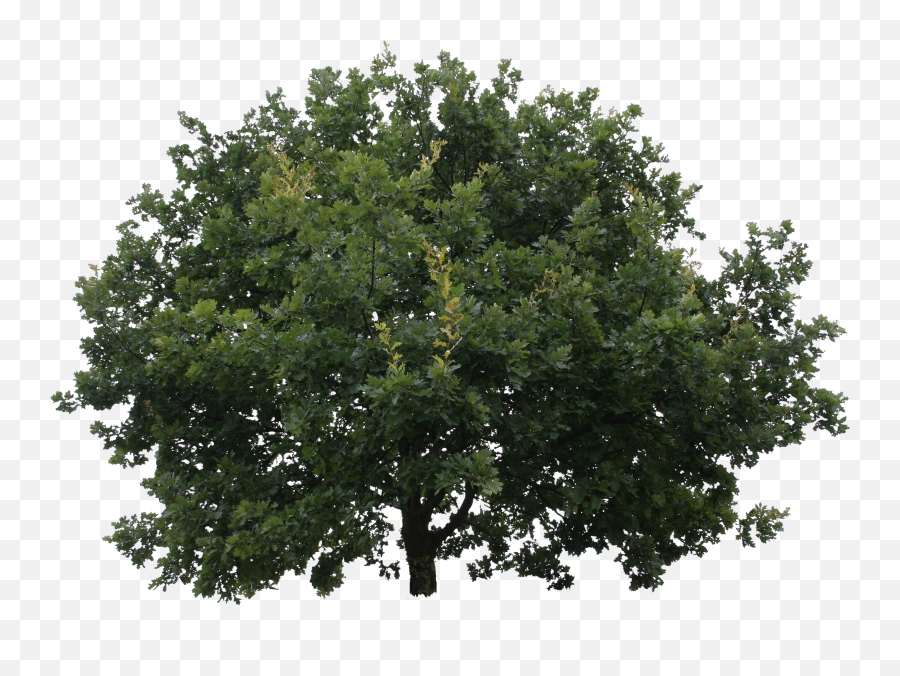 Oak Png Tree Cutout