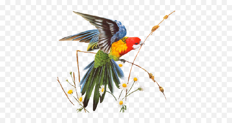 Parrot - Birds Png Image 267 Pngmix Mensagens De Bom Dia,Parrot Transparent