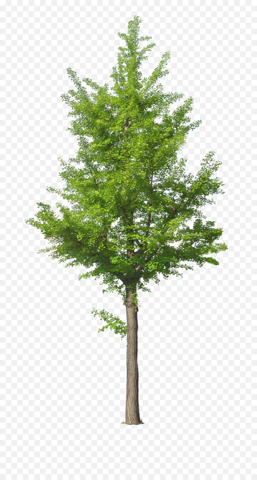 Download Hd Tree Psd Photoshop - Tree Front View Png,Watercolor Tree Png