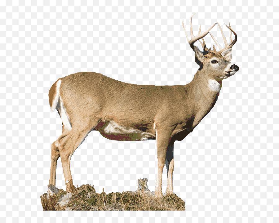 My Fourth Deer Season - Elk Png,Deer Transparent