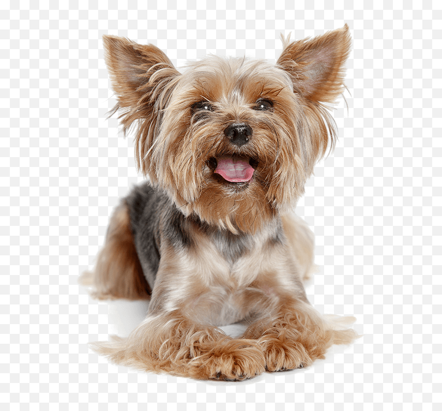 Cute Yorkshire Terrier Dog Png All - Yorkshire Terrier Transparent Background,Cute Dog Png