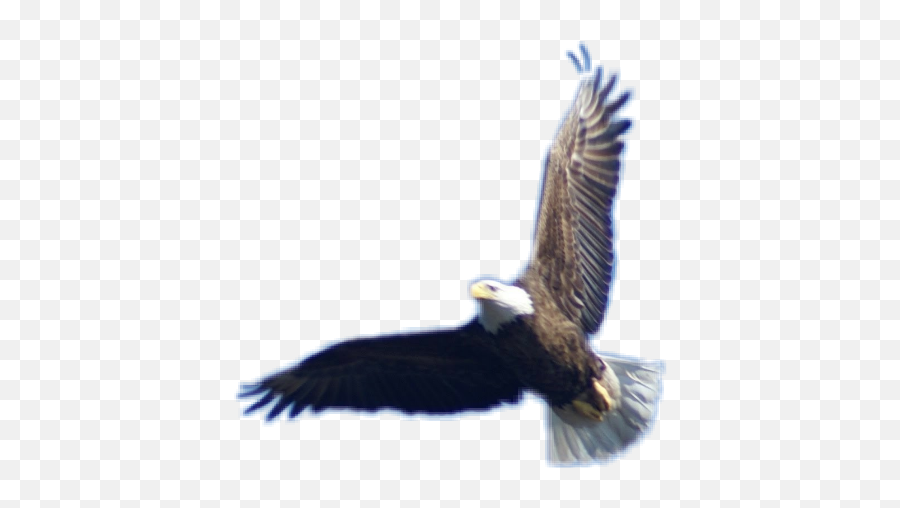 Bald Eagle Flying - Eagle Hd Png Download Original Size Bald Eagle,Eagle Flying Png