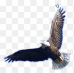 Bald Eagle Flying - HD Png Download Original Size