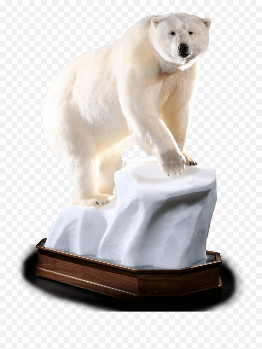 Polar Bear Pb101 Our Work Kanati Studio - Polar Bear Png,Ice Bear Png