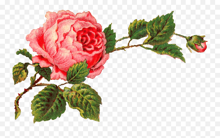 Bouquet Of Roses Transparent Png - Stickpng Rosa Con Ramas Png,Rose Png Transparent