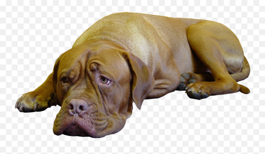 Sad Dog - Transparent Images Of Sad Dogs Png,Sad Dog Png