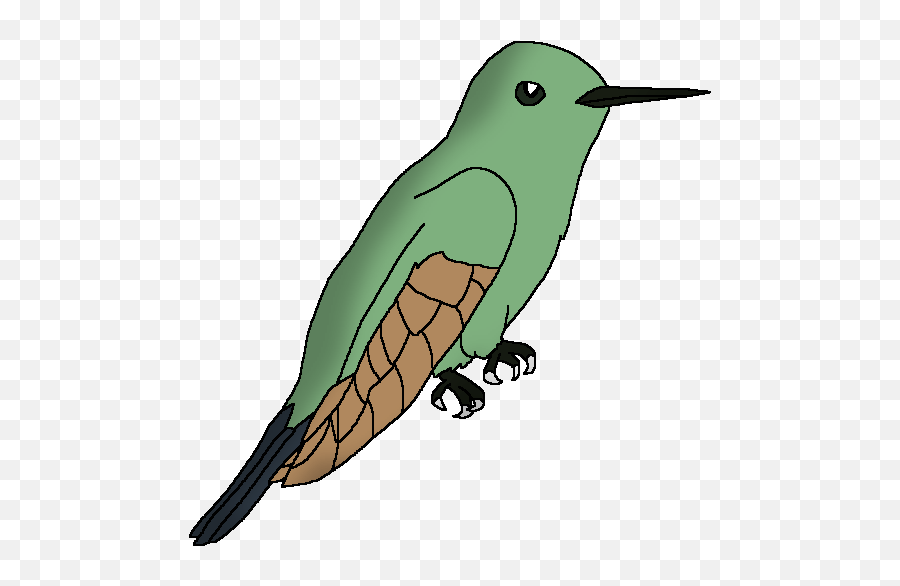 Wildlife Animal Pedia Wiki - Illustration Png,Hummingbird Png