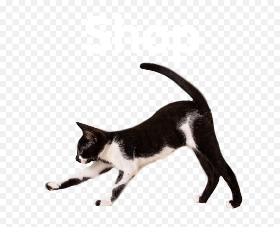 Cat Depot - Domestic Cat Png,Cat Transparent