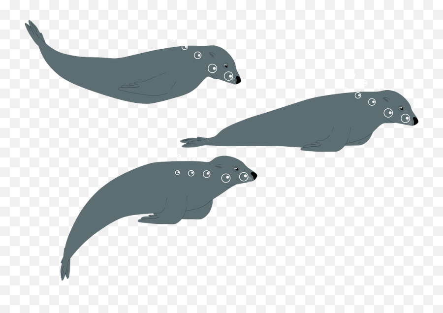 Sea Lion Seal Water - Free Vector Graphic On Pixabay Fin Png,Sea Lion Png