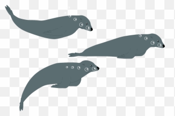 Sea Lion Seal Water - Free Vector Graphic On Pixabay Fin Png,Sea Lion Png