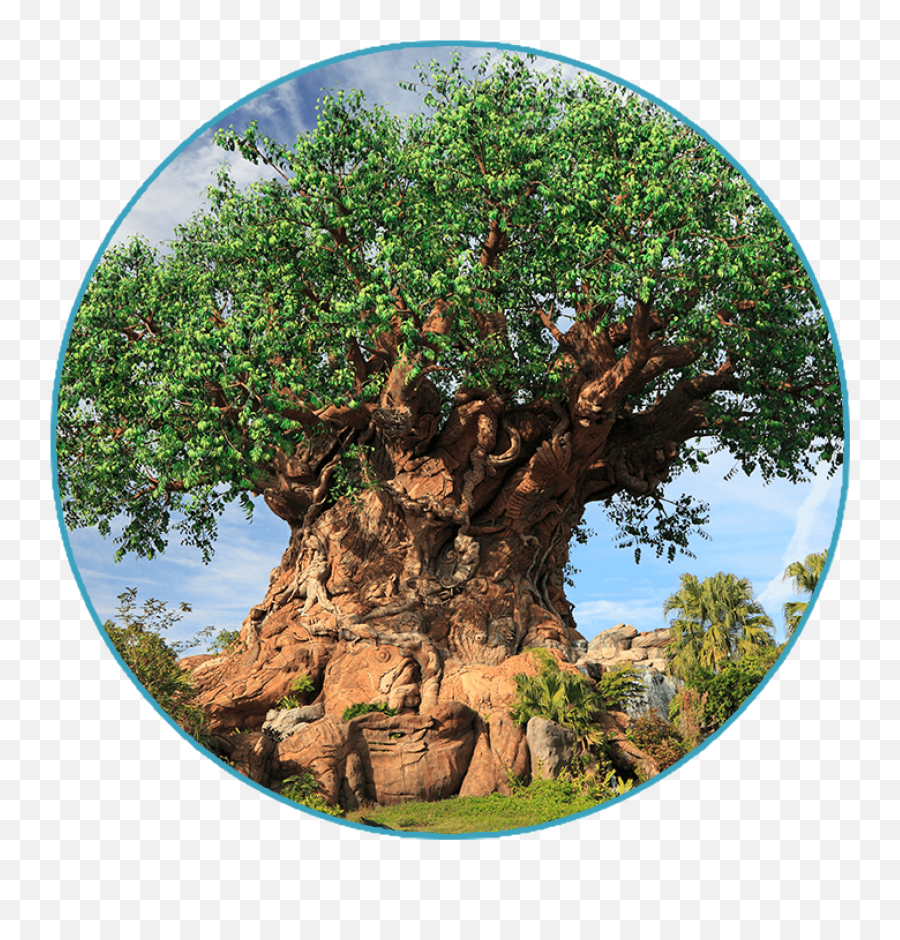 Animal Kingdom Park Plan - 1 Day The Park Prodigy Tree Png,Tree Of Life Transparent