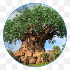 Download Free Transparent Tree Of Life Png Images Page 4 Pngaaa Com