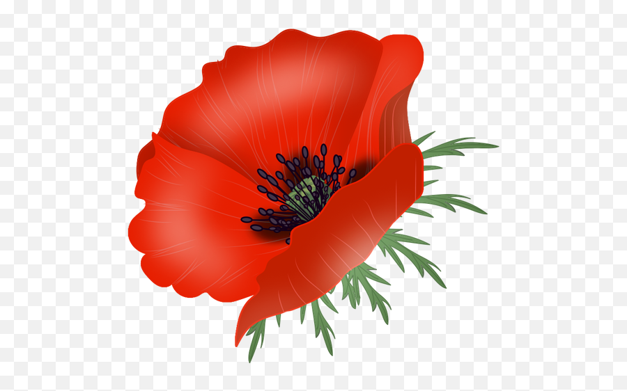 Vector Poppy Transparent Png Clipart - Flower,Poppies Png