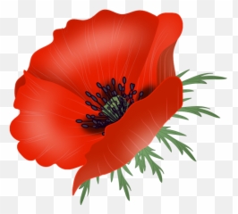 Vector Poppy Transparent Png Clipart - Flower,Poppies Png