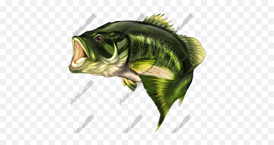 Largemouth Bass - Largemouth Bass Rebel Flag Full Size Png Two Large Mouth Bass,Rebel Flag Png