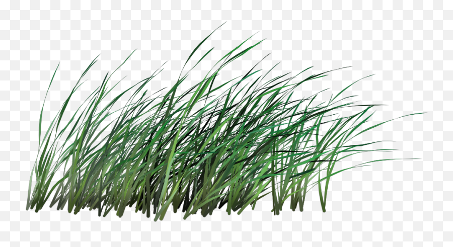 Transparent Tall Grass Png - Grass Cut Out Png Transparent Transparent Background Long Grass Png,Grass Clipart Transparent