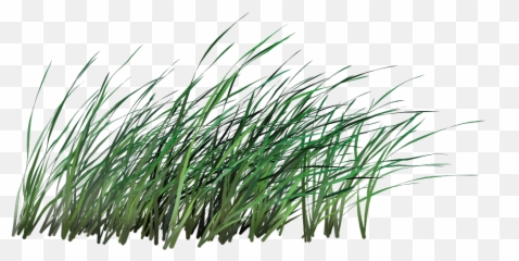 Transparent Tall Grass Png - Cut Out Background Long