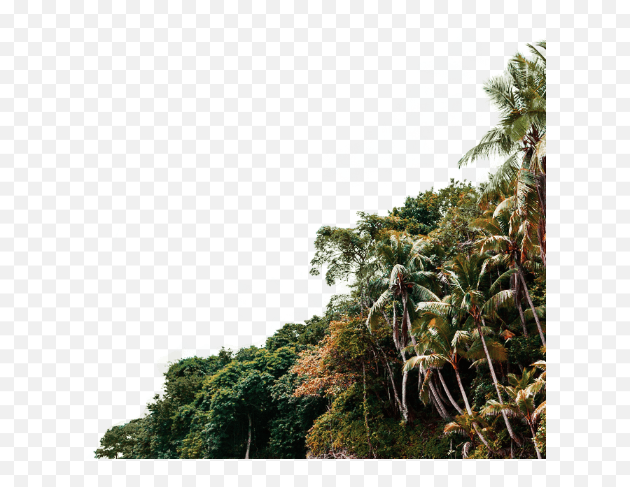 Jungle Tree Png - Attalea Speciosa,Jungle Tree Png