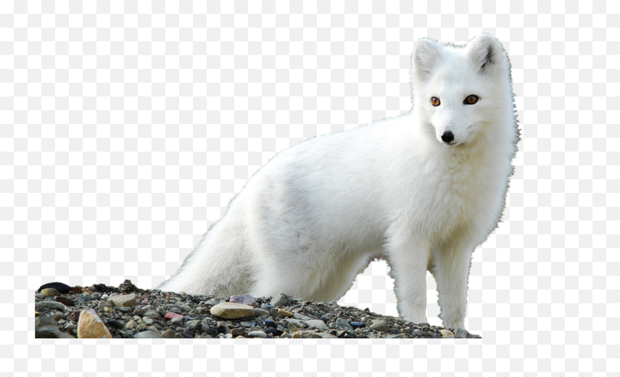 White Fox Png Free Download Arts - Vulpes Lagopus Arctic Fox,Fox Png